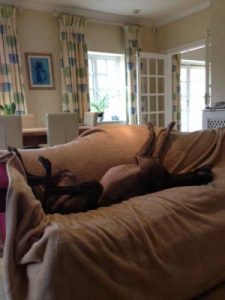b2ap3_thumbnail_Greyhound.JPG