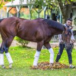 Dark brown horse walking around barn