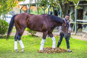 Dark brown horse walking around barn