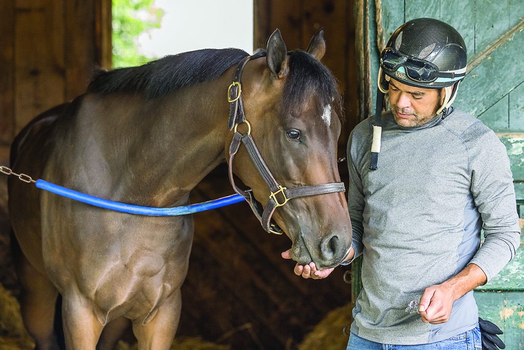 Rider feeds bay horse a mint